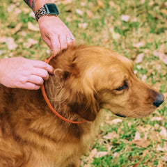 12-Month Flea & Tick Collar for Small to Medium Dogs