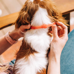12-Month Flea & Tick Collar for Small to Medium Dogs
