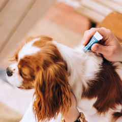 Flea & Tick Spot On for Dogs + Cats